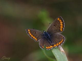 okgzl Esmer (Aricia agestis)