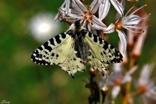 Orman Fistosu (Allancastria  cerisyi)