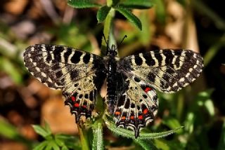 Orman Fistosu (Allancastria  cerisyi)