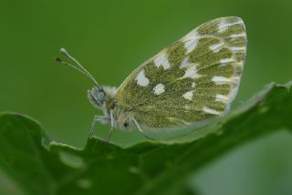 Yeni Beneklimelek (Pontia edusa)