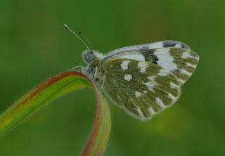 Yeni Beneklimelek (Pontia edusa)