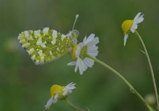 Da Oykls (Euchloe ausonia)