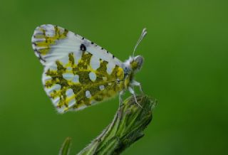 Da Oykls (Euchloe ausonia)