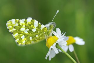 Da Oykls (Euchloe ausonia)