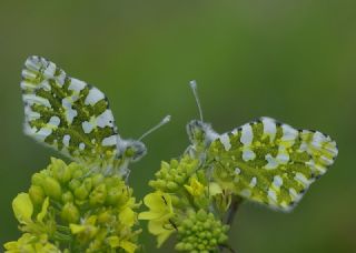 Da Oykls (Euchloe ausonia)