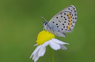 Himalaya Mavisi (Pseudophilotes vicrama)