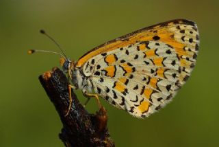 Gzel parhan (Melitaea trivia)