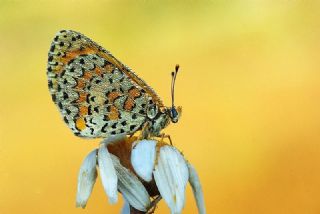 Gzel parhan (Melitaea trivia)