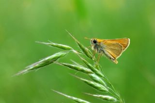 Sar Antenli Zpzp (Thymelicus sylvestris)