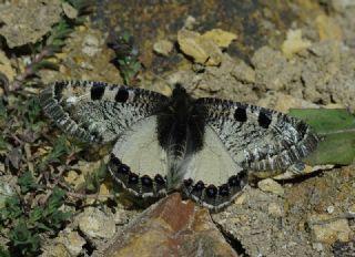 Yalanc Apollo (Archon apollinus)