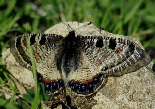 Yalanc Apollo (Archon apollinus)