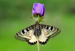 Yalanc Apollo (Archon apollinus)