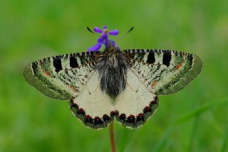 Yalanc Apollo (Archon apollinus)