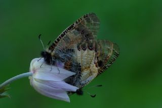 Yalanc Apollo (Archon apollinus)