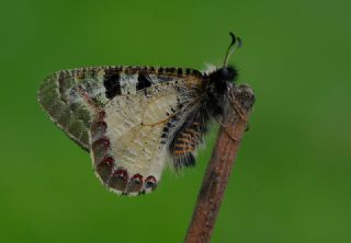 Yalanc Apollo (Archon apollinus)