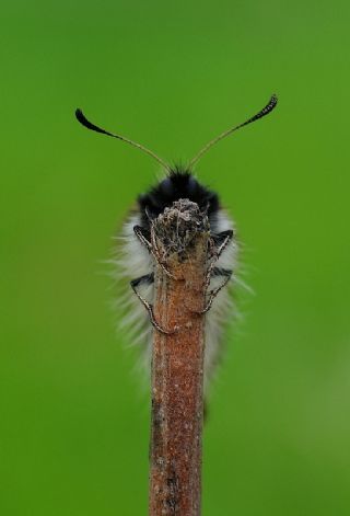 Yalanc Apollo (Archon apollinus)