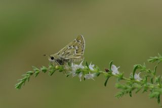 Gm Benekli Zpzp (Hesperia comma)