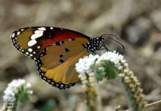 Sultan (Danaus chrysippus)