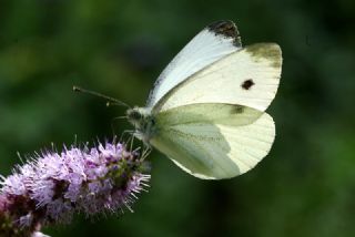 Yalanc Beyazmelek (Pieris pseudorapae)