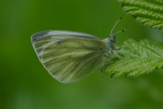 Yalanc Beyazmelek (Pieris pseudorapae)