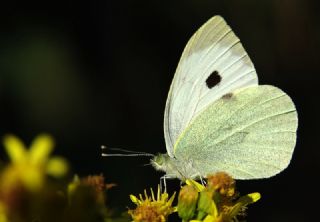 Byk Beyazmelek  (Pieris brassicae)