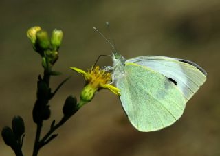 Byk Beyazmelek  (Pieris brassicae)