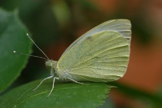 Byk Beyazmelek  (Pieris brassicae)