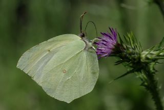 Kleopatra (Gonepteryx cleopatra)