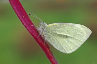 Kk Beyazmelek (Pieris rapae)