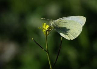 Kk Beyazmelek (Pieris rapae)