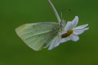 Kk Beyazmelek (Pieris rapae)