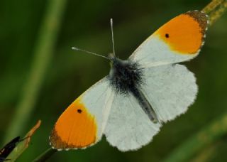 Turuncu S�sl�&nbsp;(Anthocharis&nbsp;cardamines)