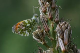 Turuncu Ssl (Anthocharis cardamines)