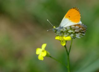 Turuncu Ssl (Anthocharis cardamines)