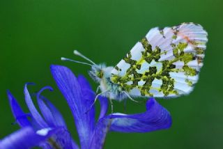 Turuncu Ssl (Anthocharis cardamines)