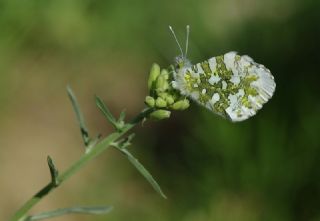 Turuncu Ssl (Anthocharis cardamines)