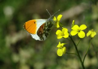 Turuncu Ssl (Anthocharis cardamines)