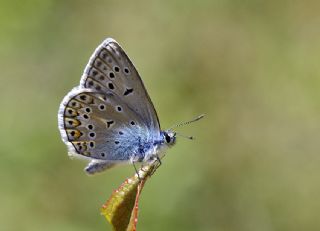 okgzl Hatay Mavisi (Polyommatus bollandi)