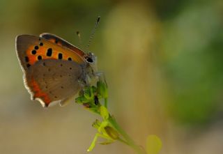 Benekli Bakr Gzeli (Lycaena phlaeas)