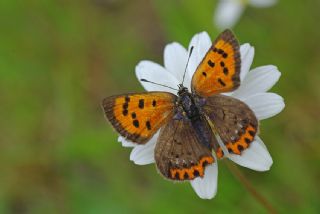 Benekli Bakr Gzeli (Lycaena phlaeas)