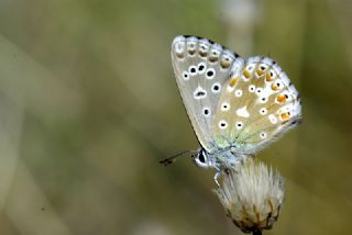 okgzl Gk Mavisi (Polyommatus bellargus)