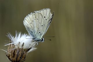 okgzl Anadolu Beyaz (Polyommatus menalcas)