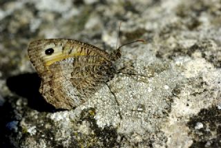 Seyit (Arethusana arethusa)