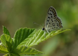 sli Bakr Gzeli (Lycaena tityrus)