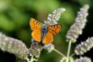 Byk Mor Bakr Gzeli (Lycaena alciphron)