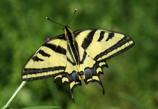 Kaplan Krlangkuyruk (Papilio alexanor)