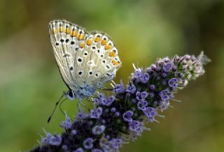 okgzl Esmer (Aricia agestis)