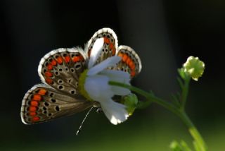 okgzl Esmer (Aricia agestis)