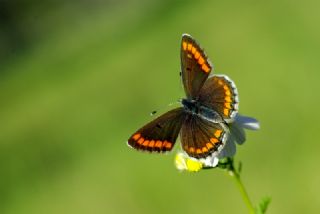 okgzl Esmer (Aricia agestis)