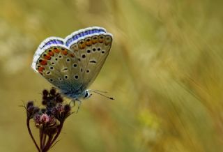 okgzl Mavi (Polyommatus icarus)